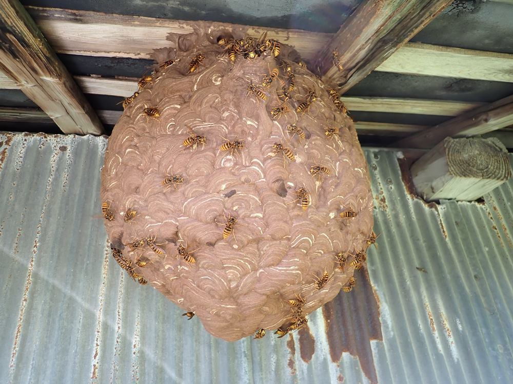 ネズミ駆除ﾍﾟｰｼﾞはこちらをクリック