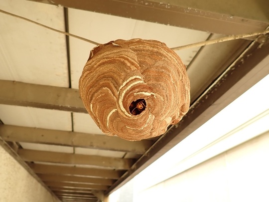 蜂駆除は地元の当社にお任せください - 害虫・害獣駆除の埼玉39消毒