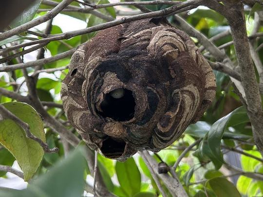 蜂駆除は地元の当社にお任せください - 害虫・害獣駆除の埼玉